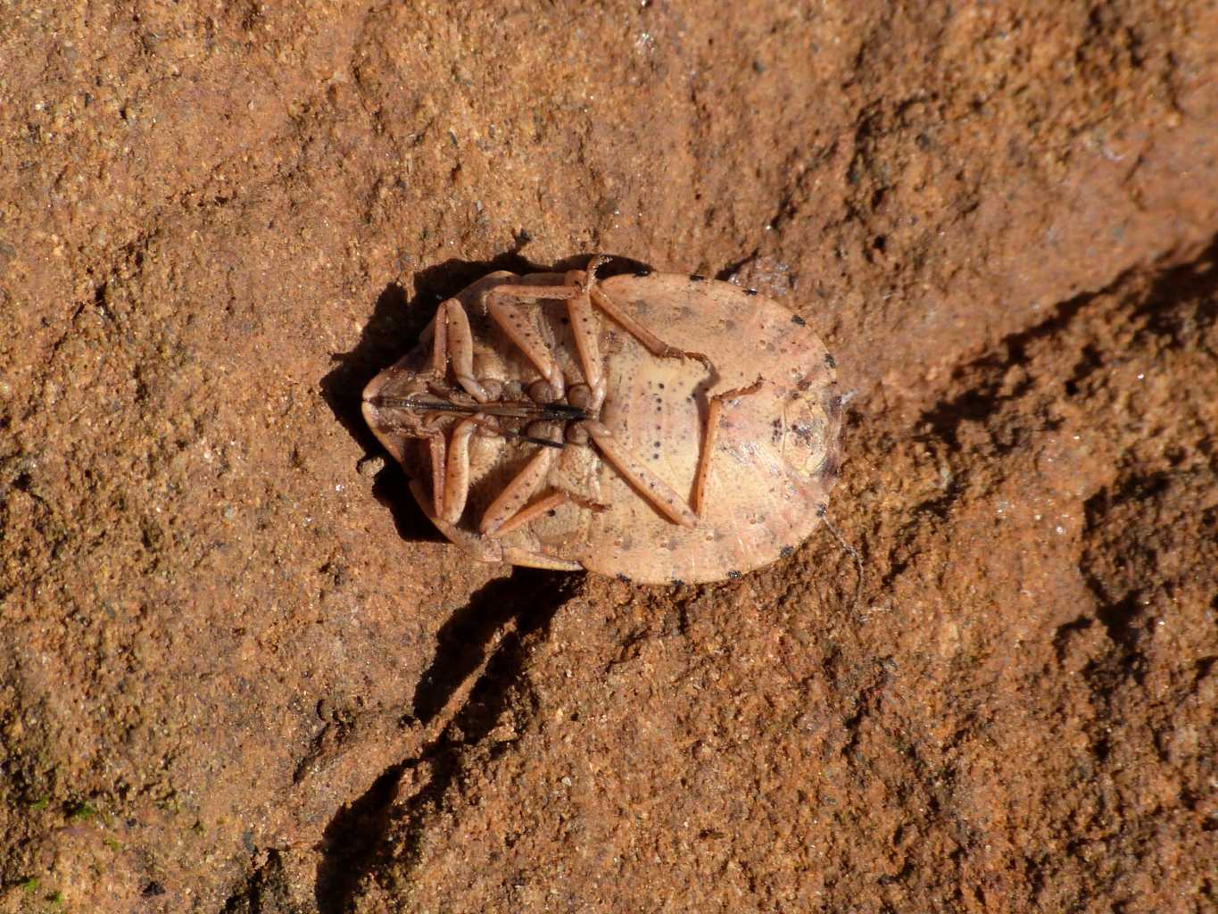 Eurygaster (?) svernante